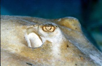 Eye to Eye.  Taken in Grand Cayman with Nikon N90s, 105mm... by Beverly Speed 